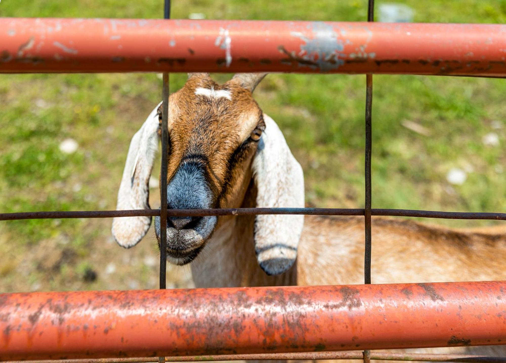 שאטאנוגה Quail Run Farm Pool Home מראה חיצוני תמונה